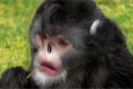 Найдена обезьяна, похожая на Майкла Джексона