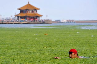 [фото] Пляжи в Китае покрыло одеяло зеленых водорослей