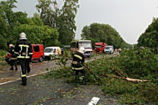 [фото] Упавшие деревья заблокировали автостраду в Западной Украине