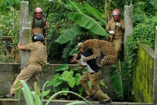 [фото] Дикий леопард растерзал шестерых лесников в Индии